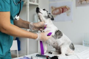 close-up-on-veterinarian-taking-care-of-dog
